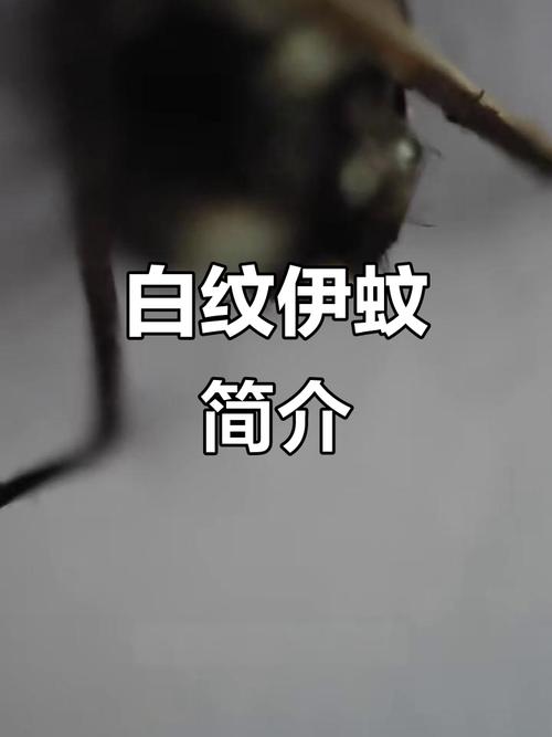 河北网友家中发现白纹伊蚊