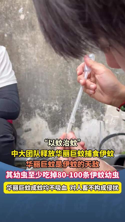广东灭蚊next level:放蚊子吃蚊子