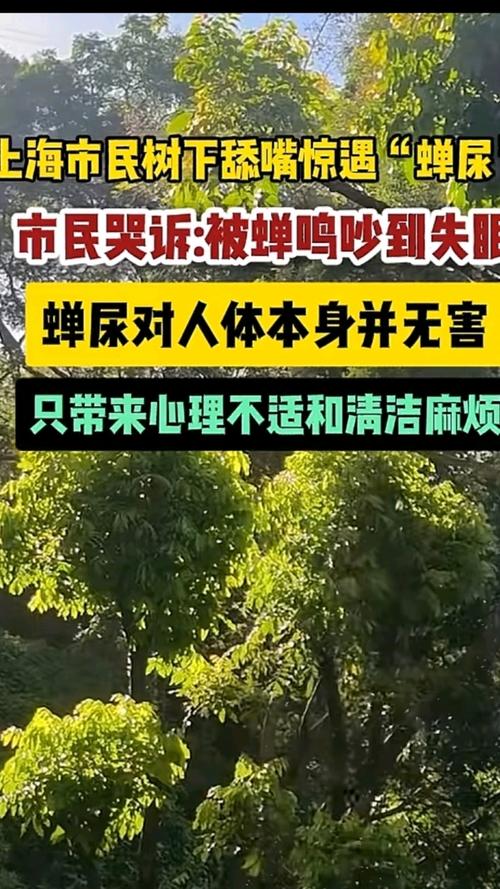 上海闹“蝉灾”给山东人急得团团转