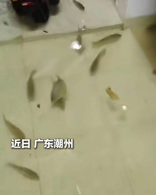 台风“竹节草”过境 鱼群被冲上马路