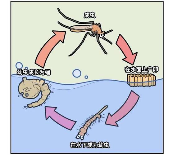 广东发布蚊子活跃度气象指数