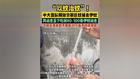 什么是华丽巨蚊