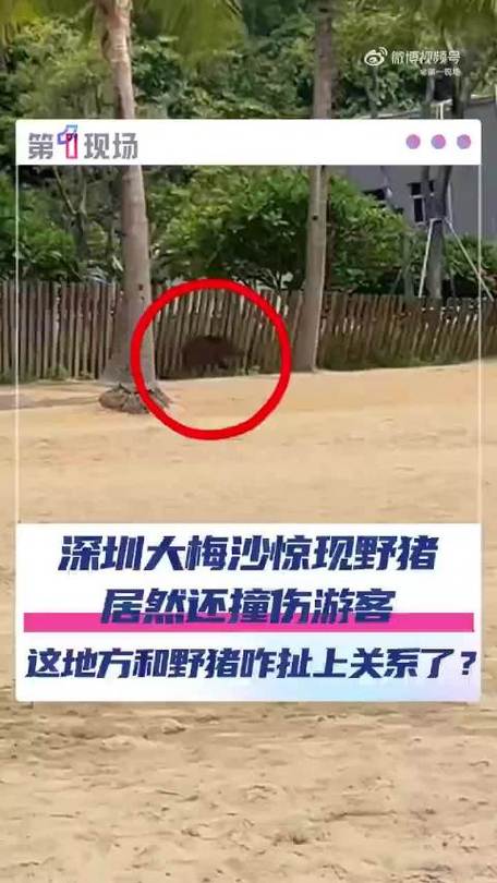 深圳大梅沙惊现野猪 一女子被撞