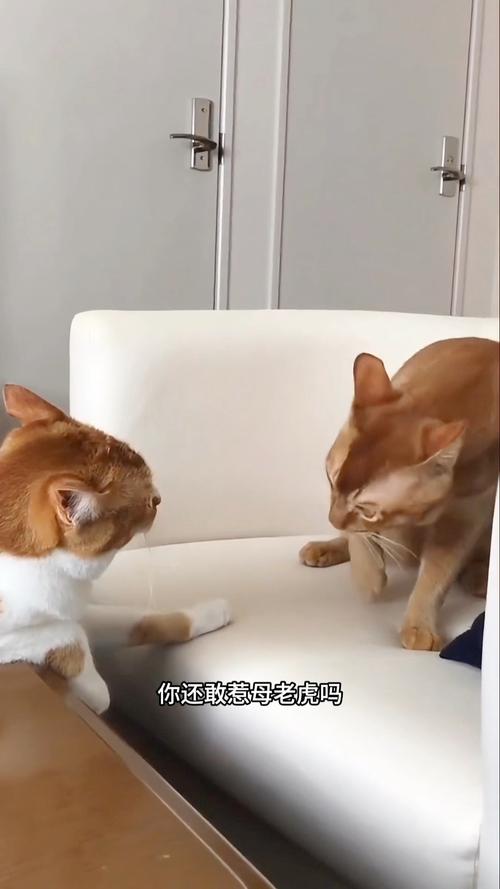 小孩多次甩飞捶打小猫致死