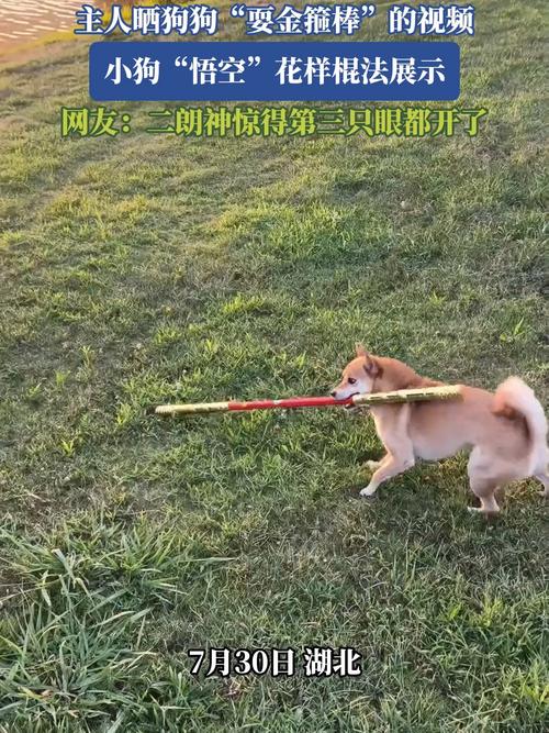两岁半小狗棍法“出神入化”