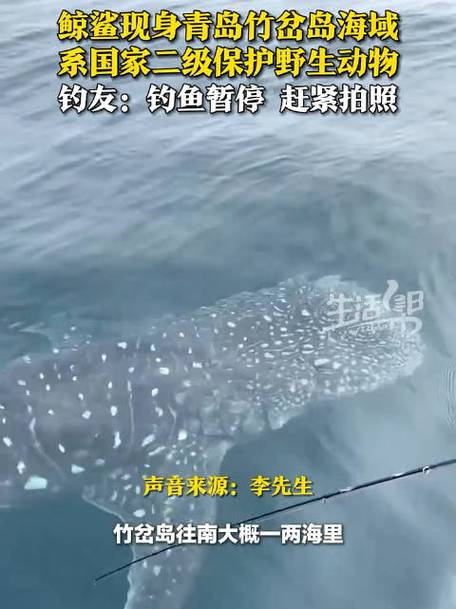 钓友在青岛海域发现一只鲸鲨