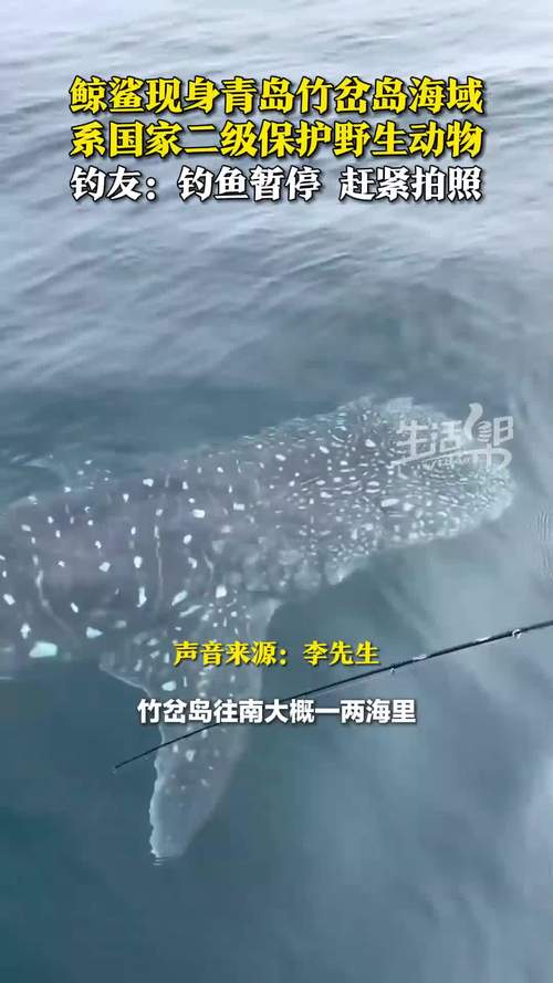 钓友在青岛海域发现一只鲸鲨