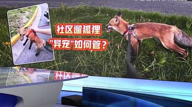 上海一小区有人遛北美赤狐