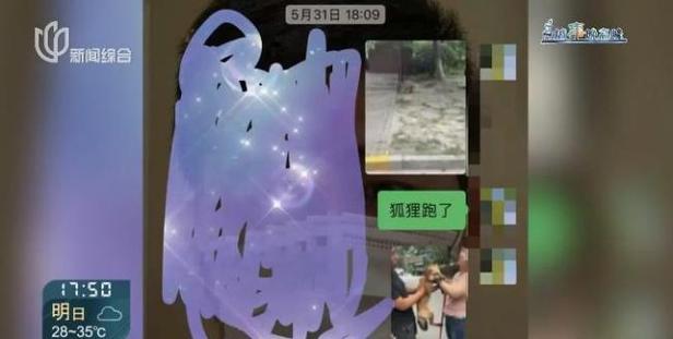 上海一小区有人遛北美赤狐