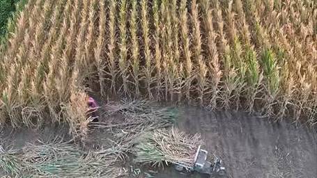 河南局地遇旱 土地干到铁锹挖不动