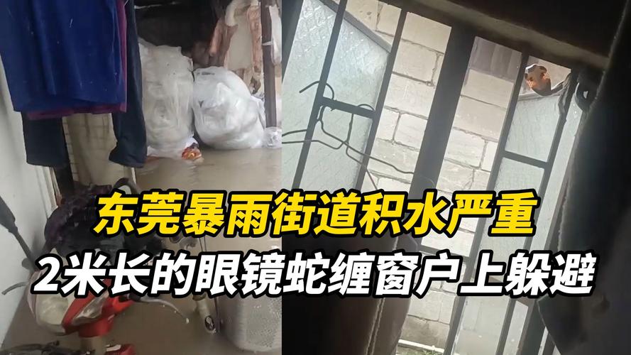 暴雨致街道被淹 眼镜蛇缠在窗户上