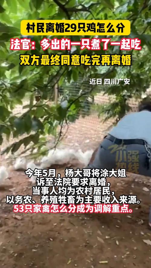 村民离婚因29只鸡怎么分闹上法庭