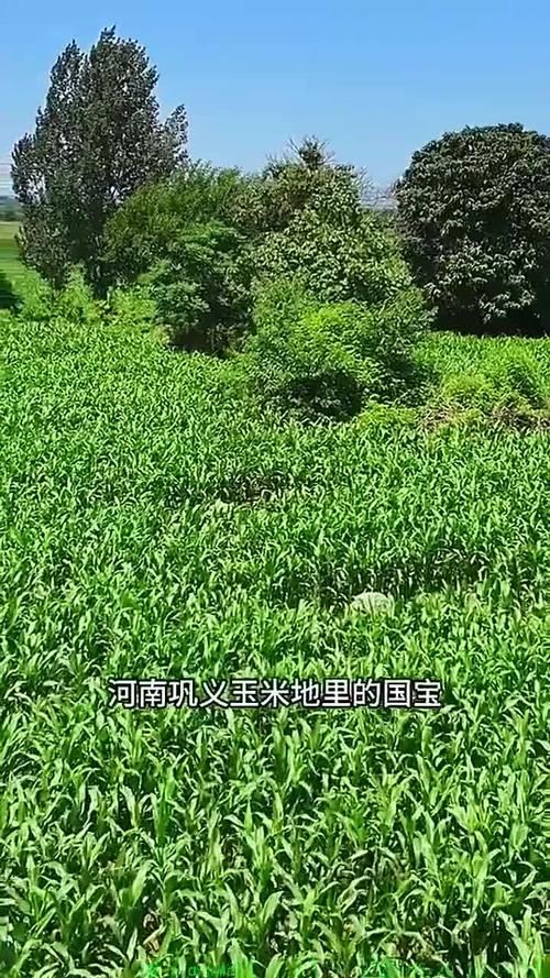 实探白马寺:有免费茶水 闲地种玉米