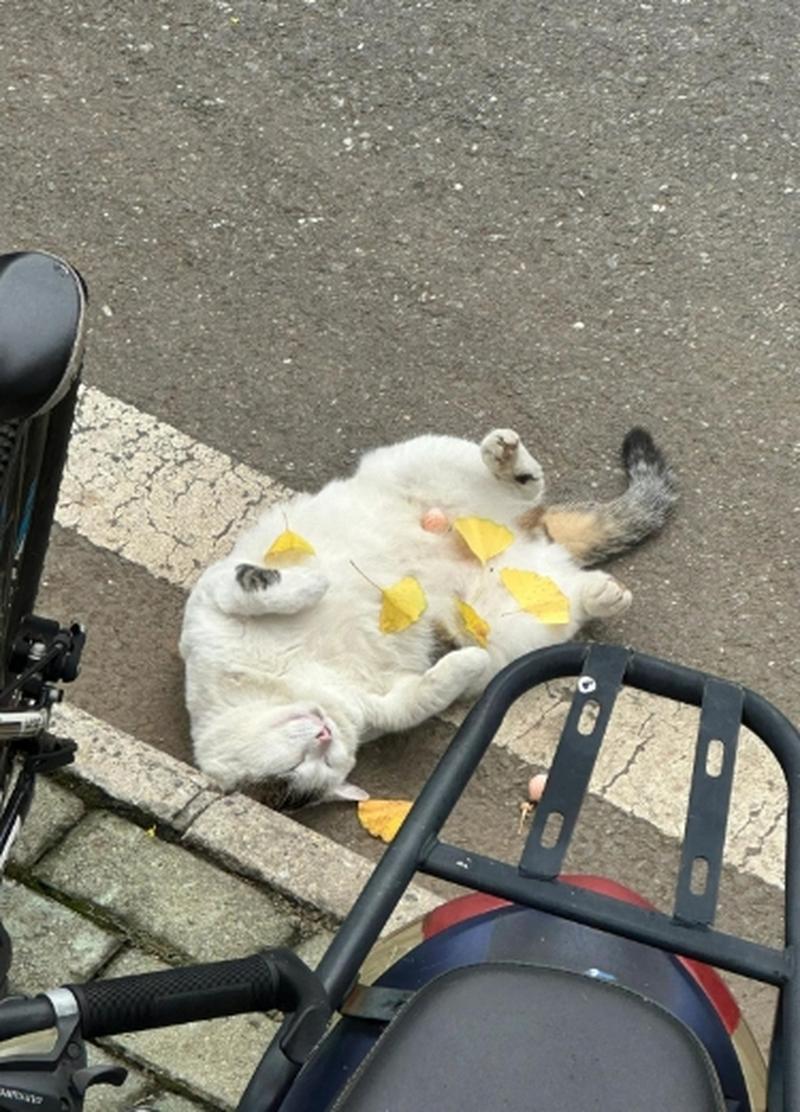 大学志愿 我填了“专业撸猫”