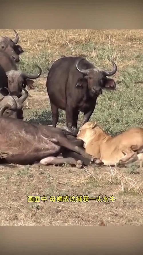 美国富翁在南非狩猎时被水牛顶死