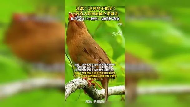 宁波一市民家中养画眉鸟被立案调查