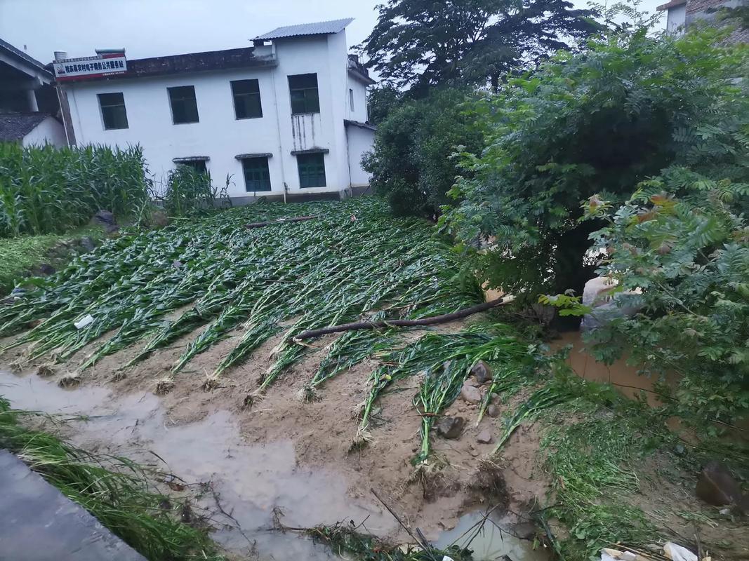 甘肃榆中县暴雨过后 路面上一片狼藉