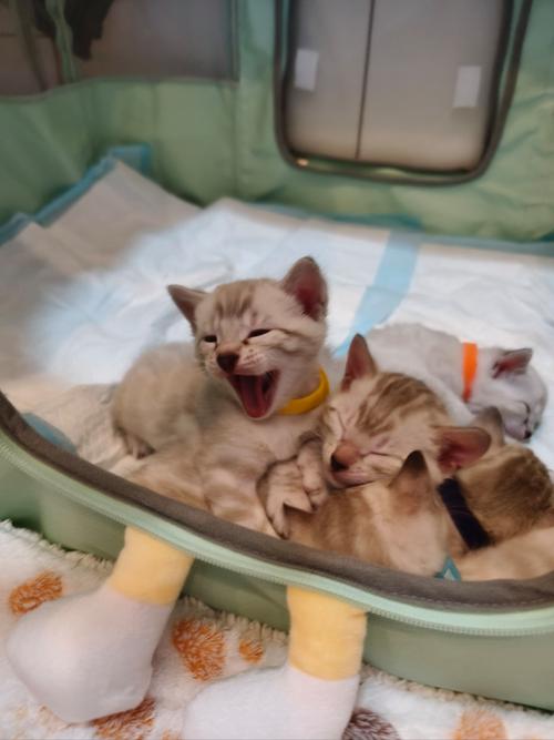 狗狗叼回了一只豹猫幼崽