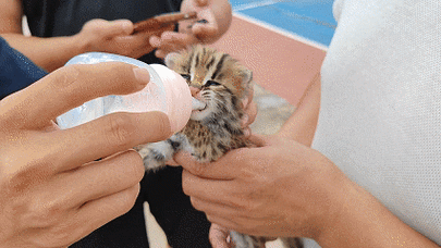 狗狗叼回了一只豹猫幼崽