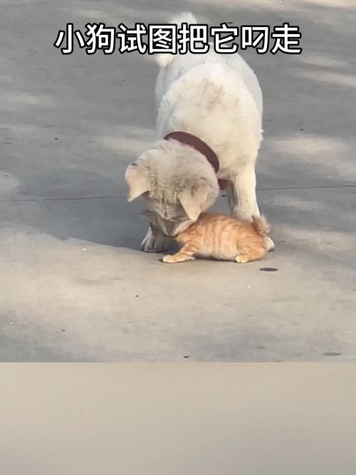 狗狗叼回了一只豹猫幼崽