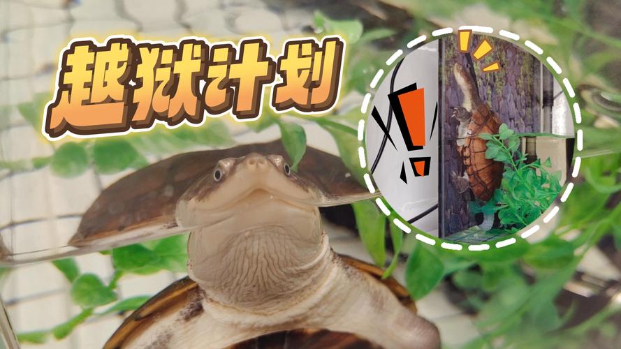 出逃被人抱走的宠物龟找到了