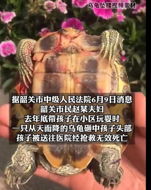 出逃被人抱走的宠物龟找到了