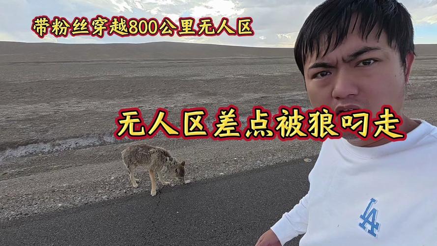 男子无人区投喂狼反遭“背刺”