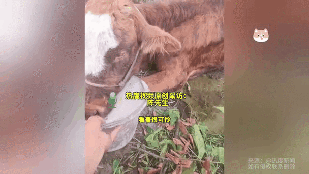 80多头牛失踪20多头俩月后寻见