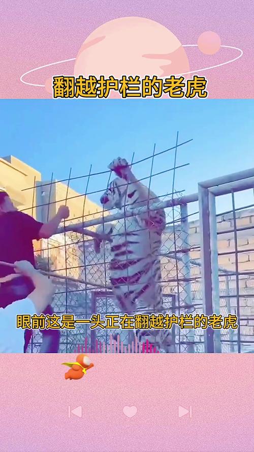 山东一动物园老虎翻围栏打“同事”