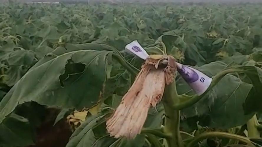 路人摘葵花后在枝头留钱 农户感动