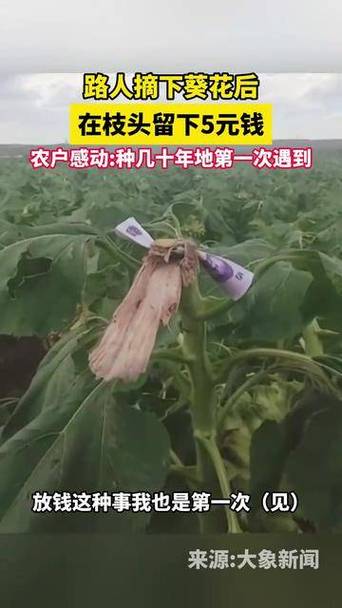 路人摘葵花后在枝头留钱 农户感动