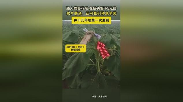 路人摘葵花后在枝头留钱 农户感动