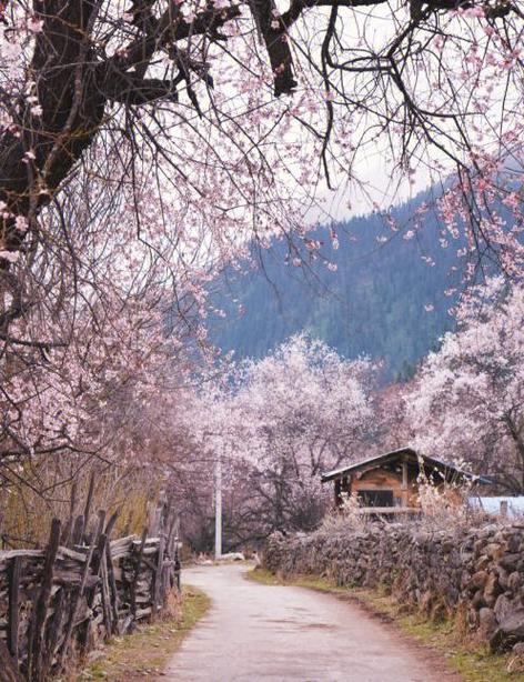 西藏林芝一村民被黑熊袭击 当地回应