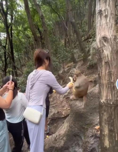 贵州女游客被猴子踢倒骨折