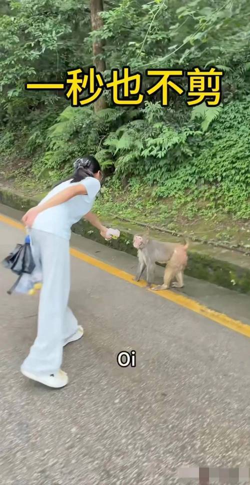 贵州女游客被猴子踢倒骨折