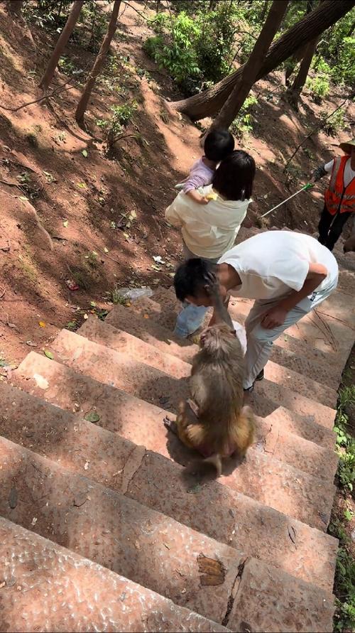贵州女游客被猴子踢倒骨折