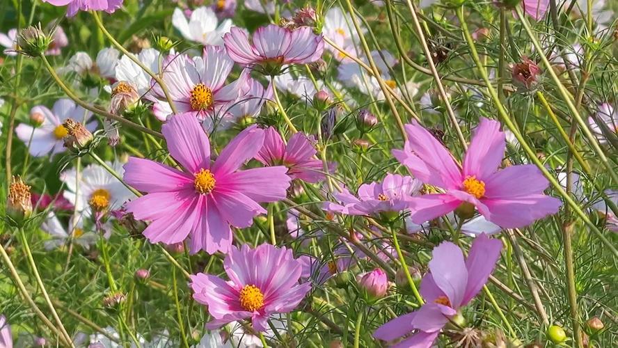 格桑花开映山河