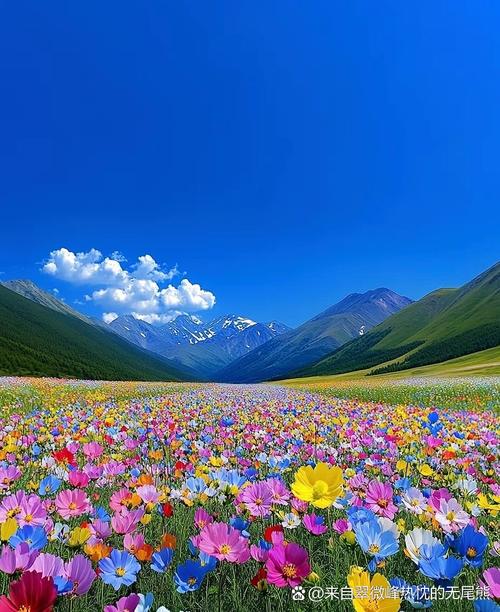 格桑花开映山河