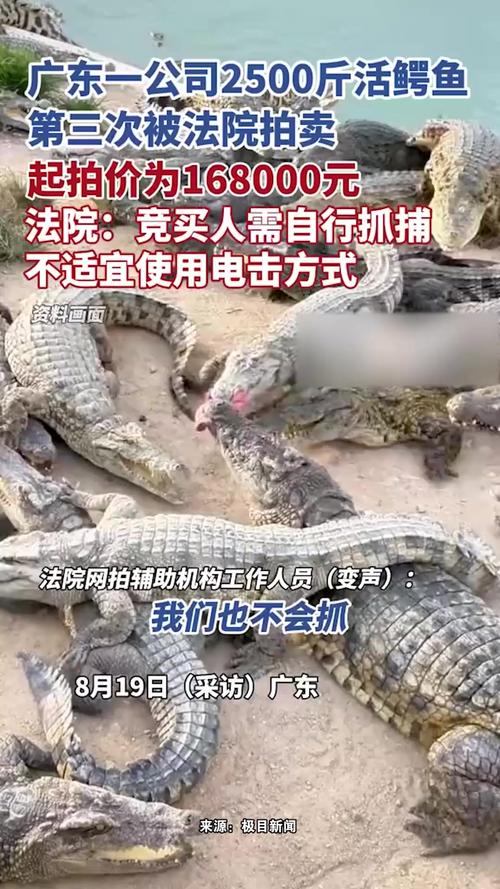 一批鳄鱼被法拍 需自行负责抓捕