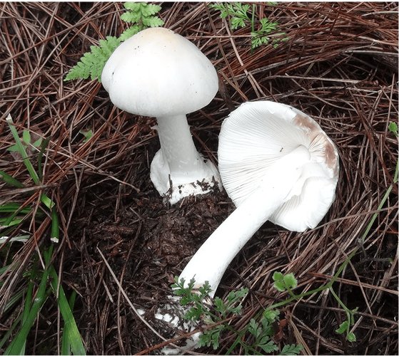 一家9口吃鹅膏菌中毒