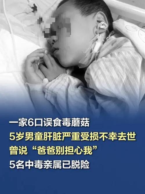 一家9口吃鹅膏菌中毒