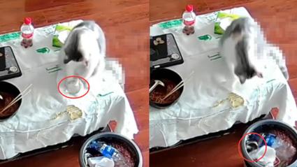 3万金镯子被猫推进垃圾桶后扔了