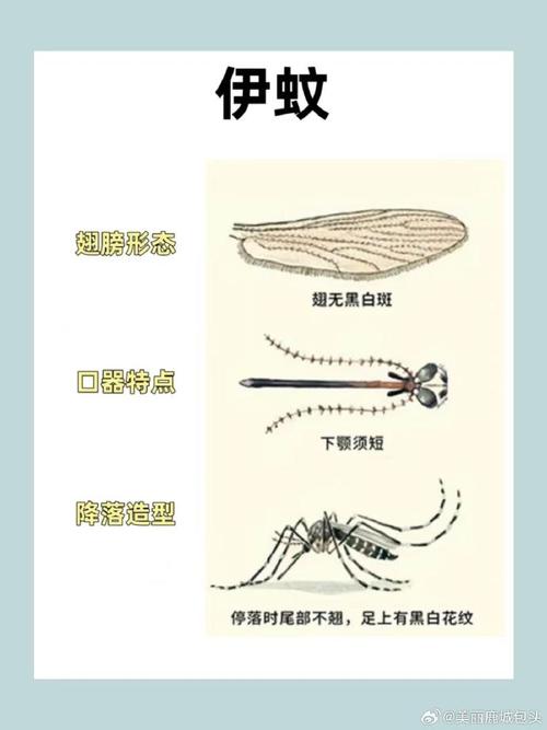 全球“最毒”的蚊子为何批量北上