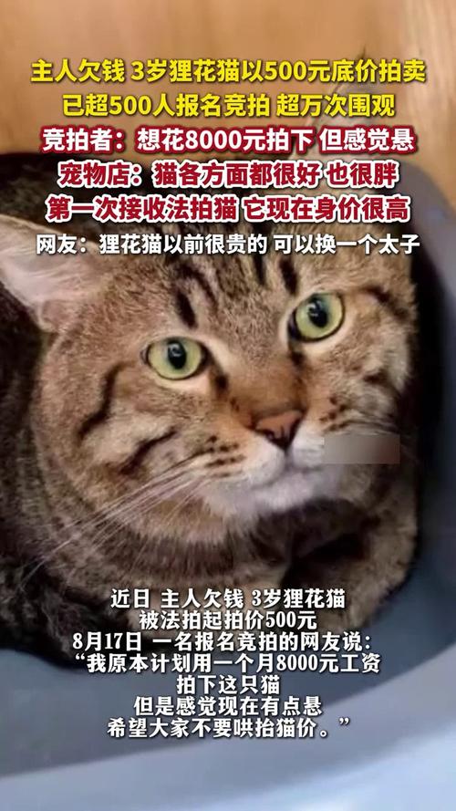 因主人欠款狸花猫遭法拍 拍卖被撤销