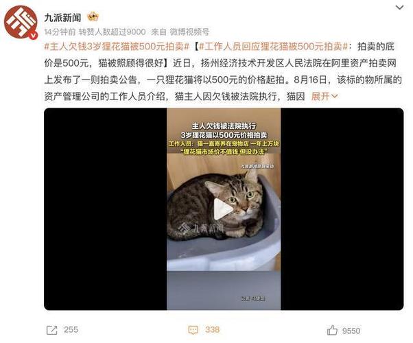 因主人欠款狸花猫遭法拍 拍卖被撤销