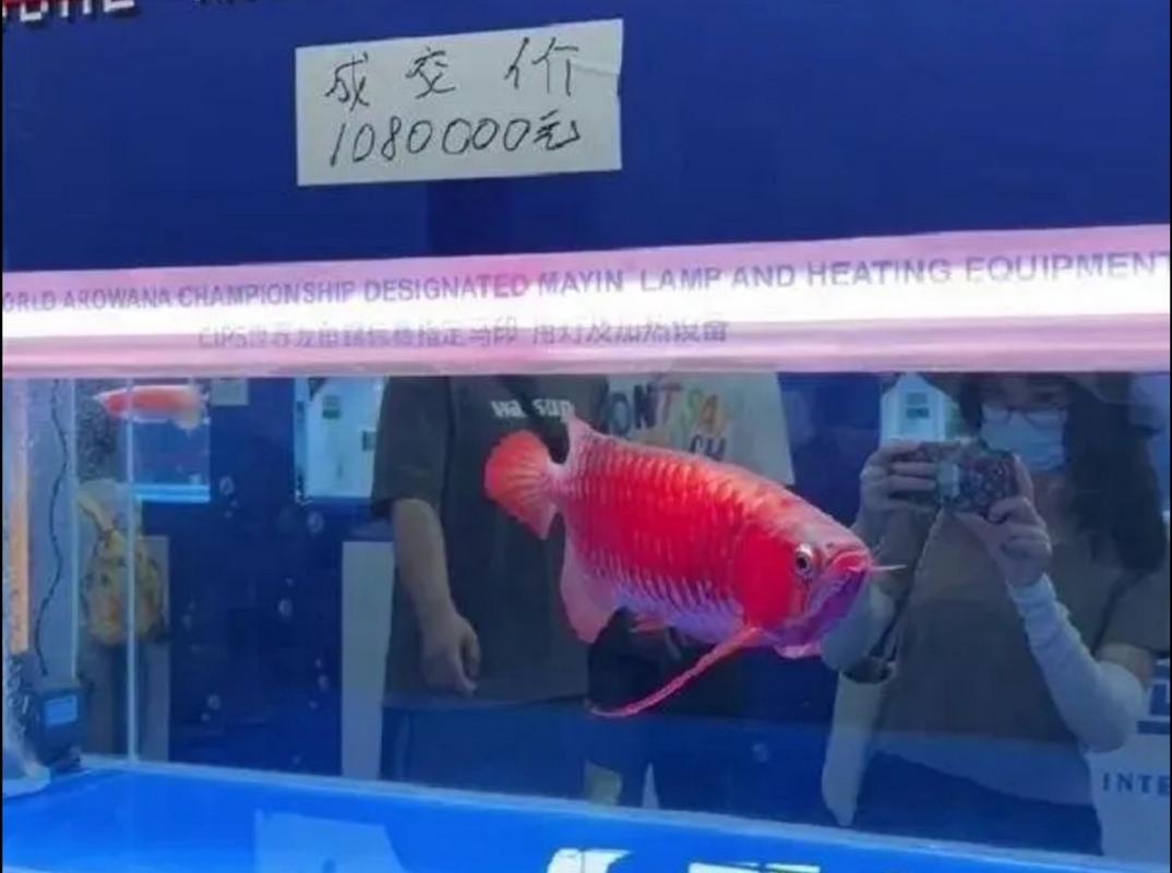 冠军龙鱼做手术修眼 身价值一套房