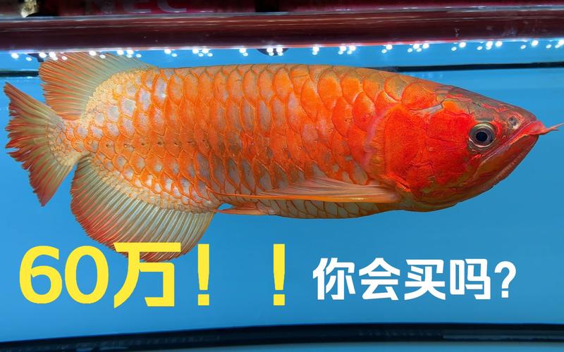 冠军龙鱼做手术修眼 身价值一套房