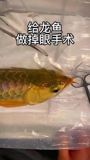 冠军龙鱼做手术修眼 身价值一套房