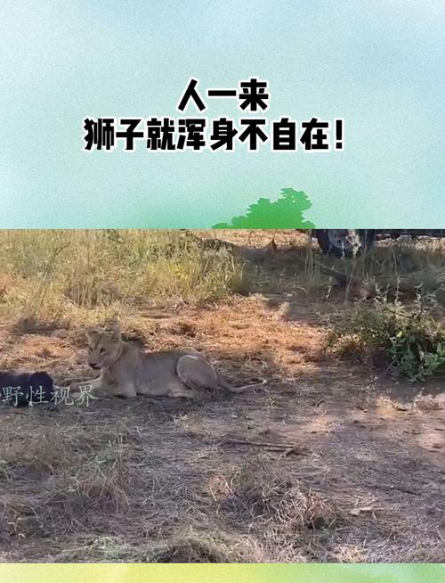 动物园狮子因不爱洗澡走红 酷似乞丐