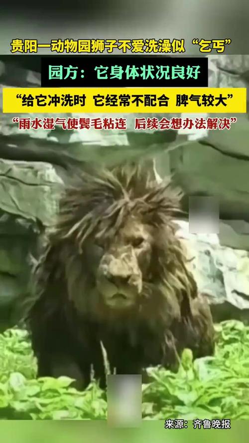 动物园狮子因不爱洗澡走红 酷似乞丐
